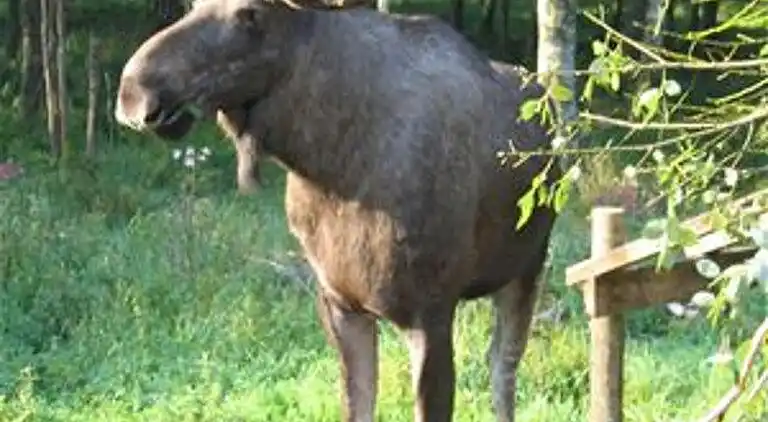 Sommerhus i Svenstorp