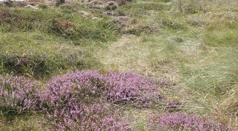 vakantiehuis in Ulfborg