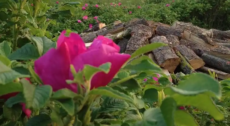 vakantiehuis in Ulfborg