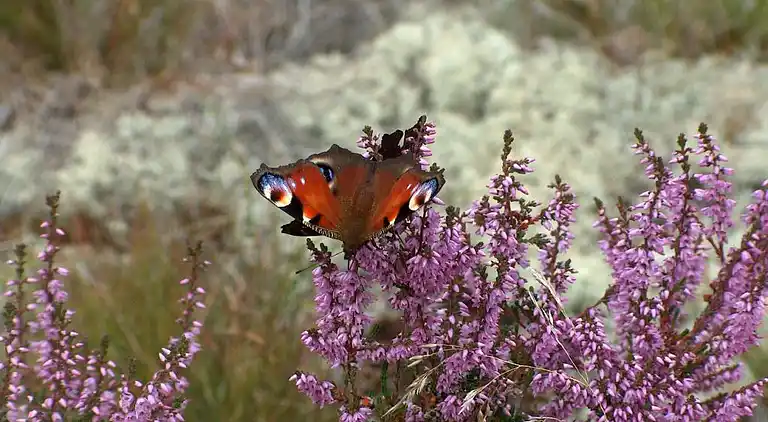 Ferienhaus in Skagen