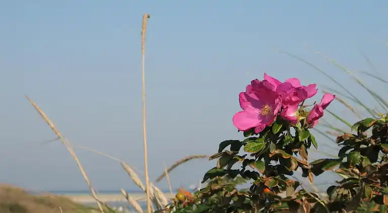 Ferienhaus in Skagen