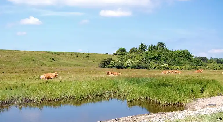 Feriebolig i Nykøbing Mors