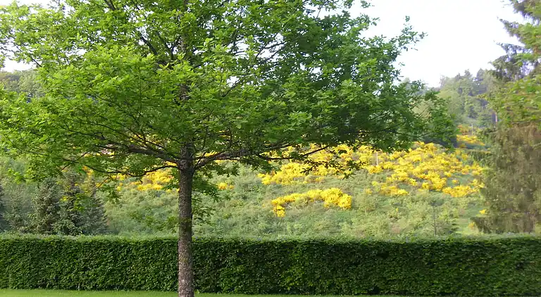 Apartment in Oberkirchen