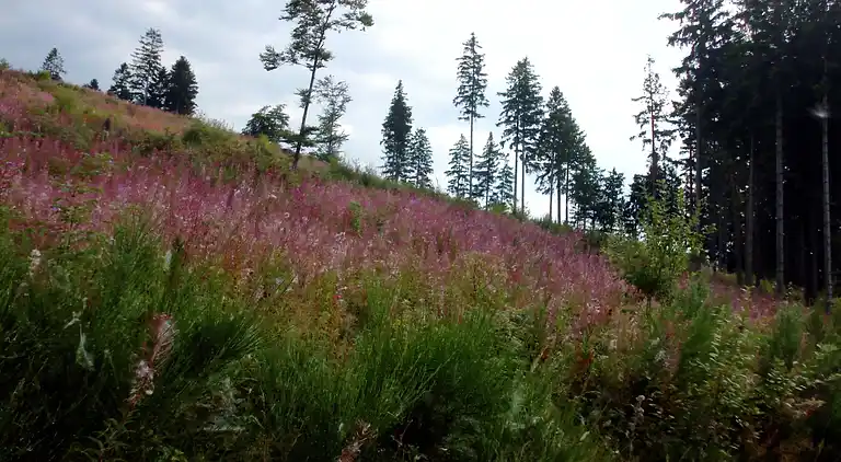 Apartment in Oberkirchen
