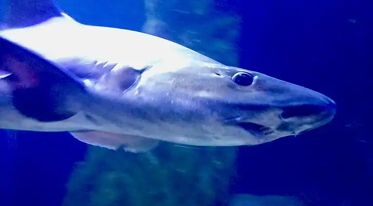 Gianni Cala Gonone Stutenhaus