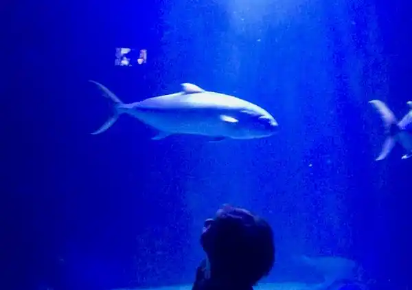 Gianni Cala Gonone Stutenhaus