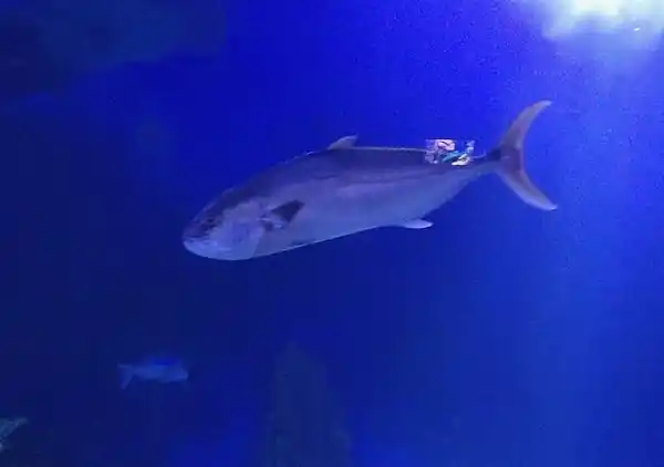 Gianni Cala Gonone Stutenhaus