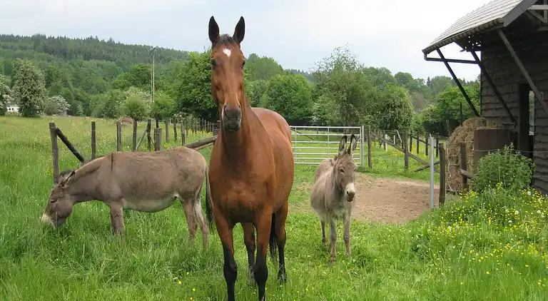 Sommerhus i Petit-Thier