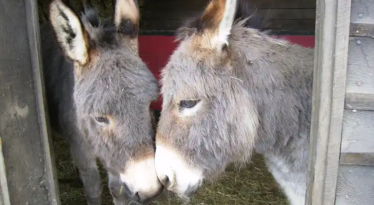 Sommerhus i Petit-Thier