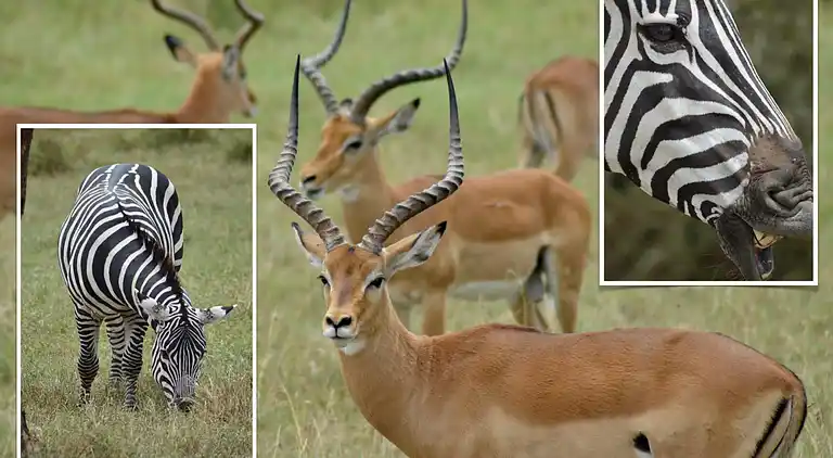 Wagawimbi Villa 560 m2, Vue à couper le souffle sur l'Océan