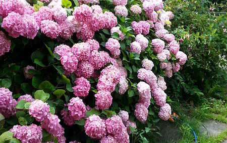 Wohnung da Pupetta Garden
