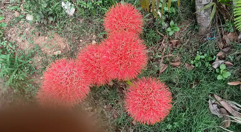 Vakantiehuis in Karachal