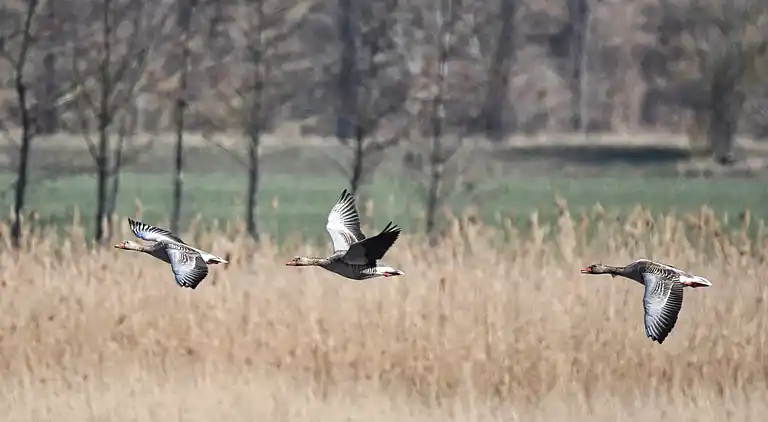 Feriebolig i Hasselfelde