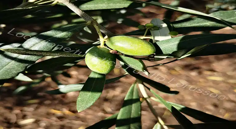 Schönes Apartment in Andria im Herzen der Stadt