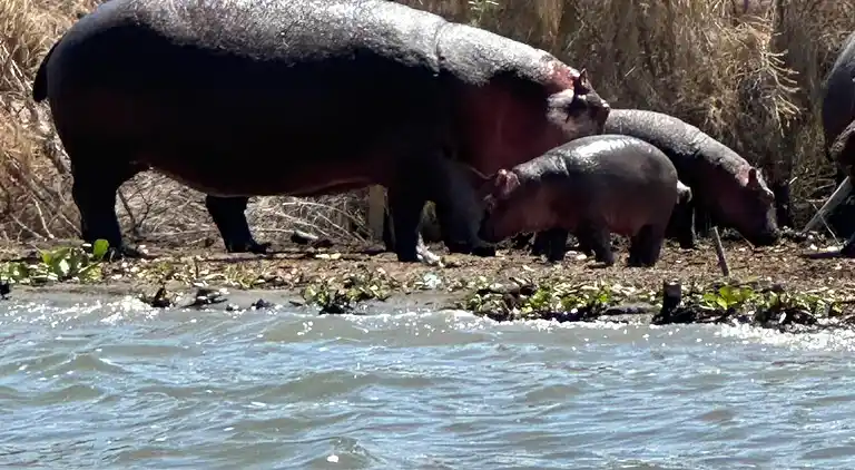 Vakantiehuis in Shimoni