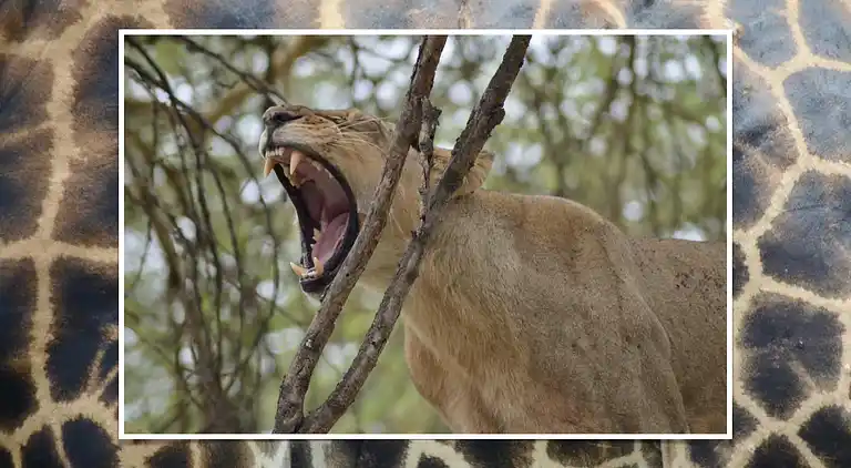Vakantiehuis in Shimoni