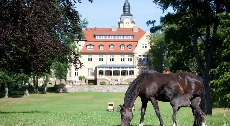 Sommerhus i Müsselmow