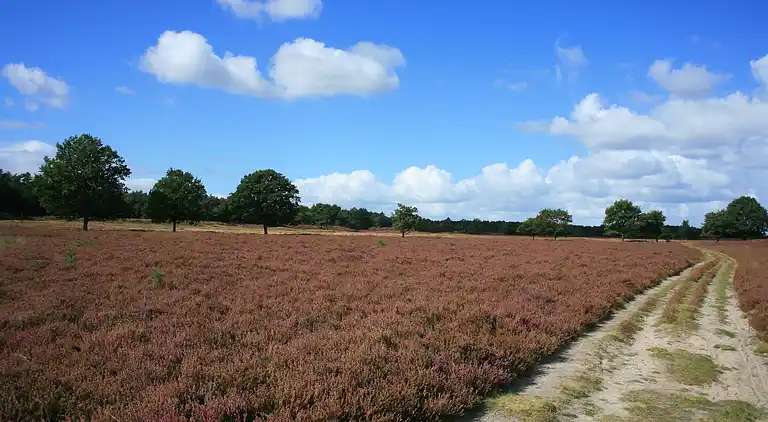 Cottage in Hooghalen