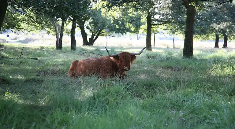 Cottage in Hooghalen