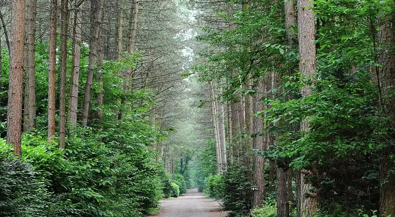 Cottage in Baarle-Nassau