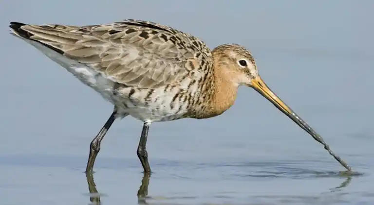 Ferienwohnung in Cadzand