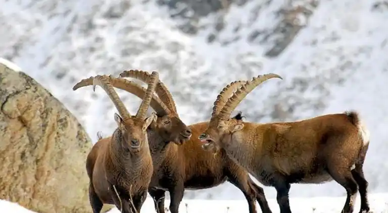 Hytte i Antey-Saint-André