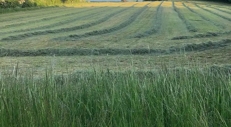 "Siesta" bei Følle Strand, Ruhe und Natur Oase
