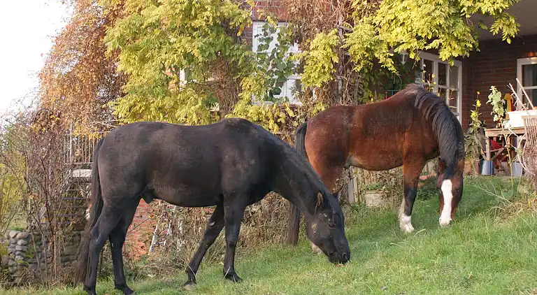 Ferielejlighed i Eixen