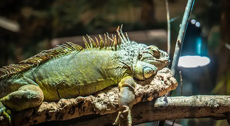 Apartment in Weissenhäuser Strand