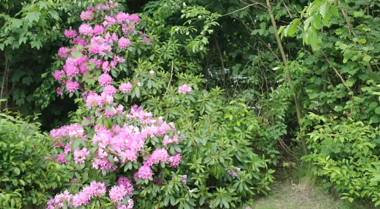 Hyggeligt og velindrettet sommerhus i Hornbæk