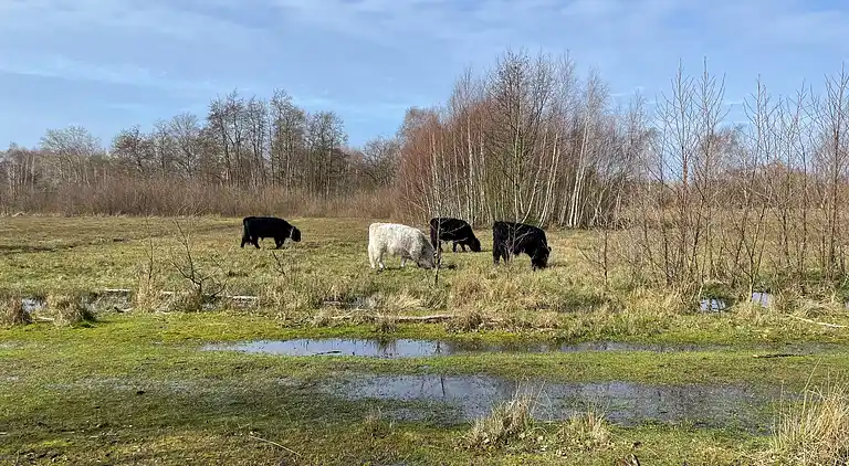 Charmantes neues Ferienhaus in Marielyst - Bøtø