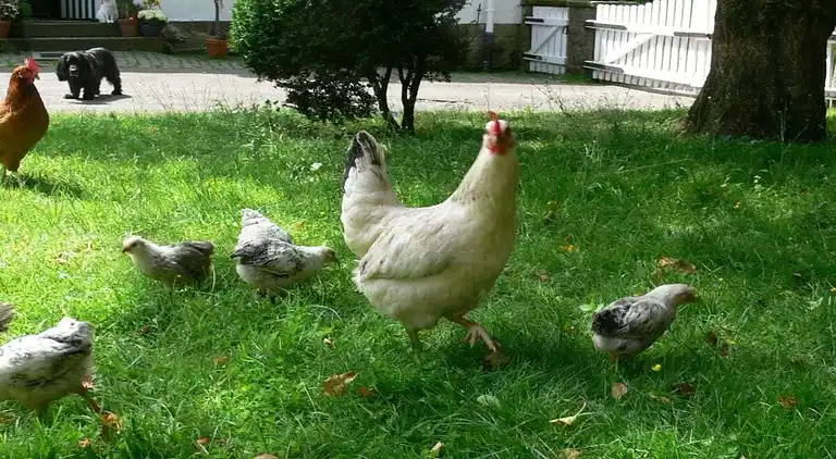 Ferienhaus in Altenbeken