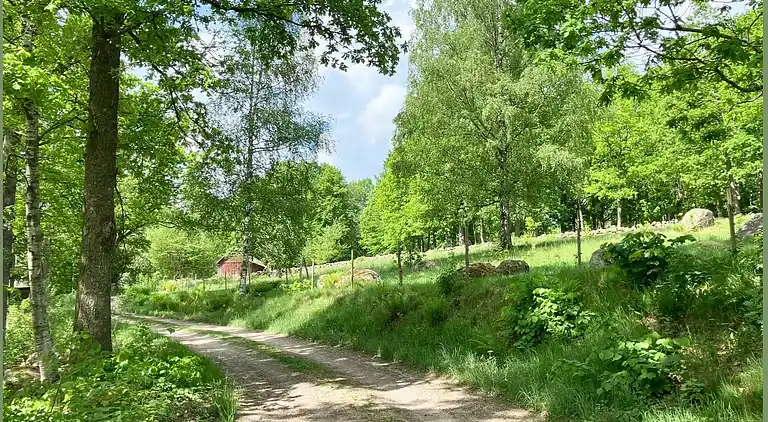 Ødegård i skoven ved større sø