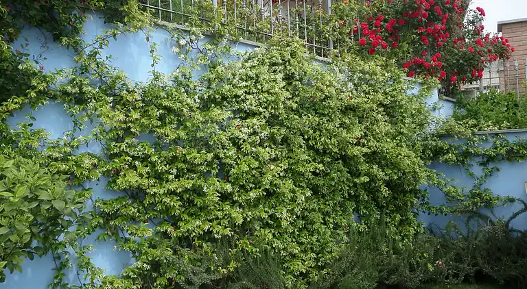 La Casa Blu Wohnung in Villa mit exklusiver Nutzung des