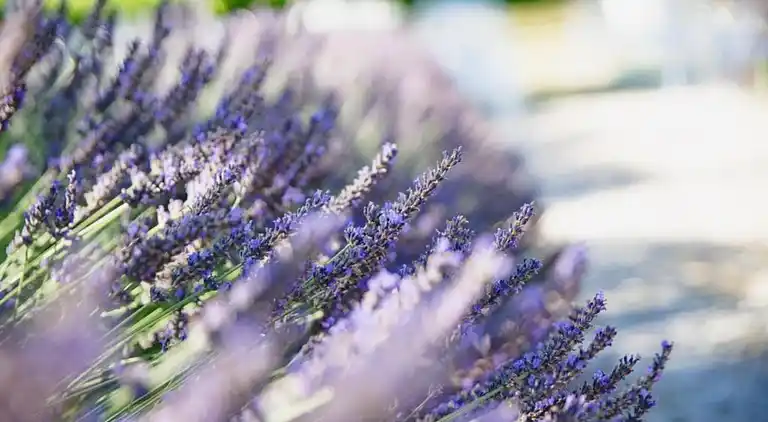 Holiday home in Saint-Saturnin-lès-Apt