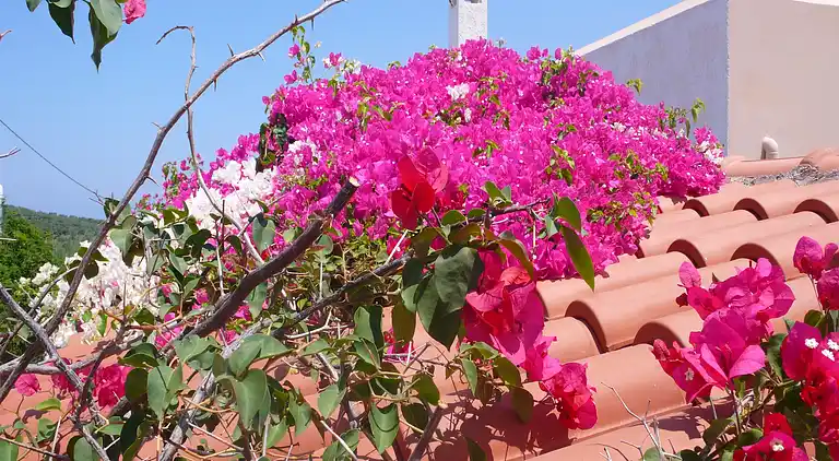 Villa in Τοπική Κοινότητα Μέσης