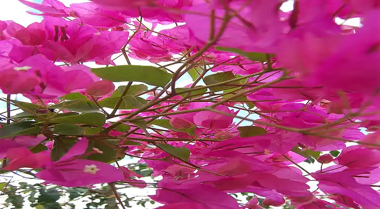 Villa in Τοπική Κοινότητα Μέσης