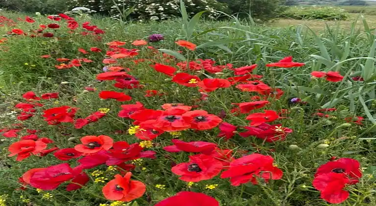 Bungalow in Isábena