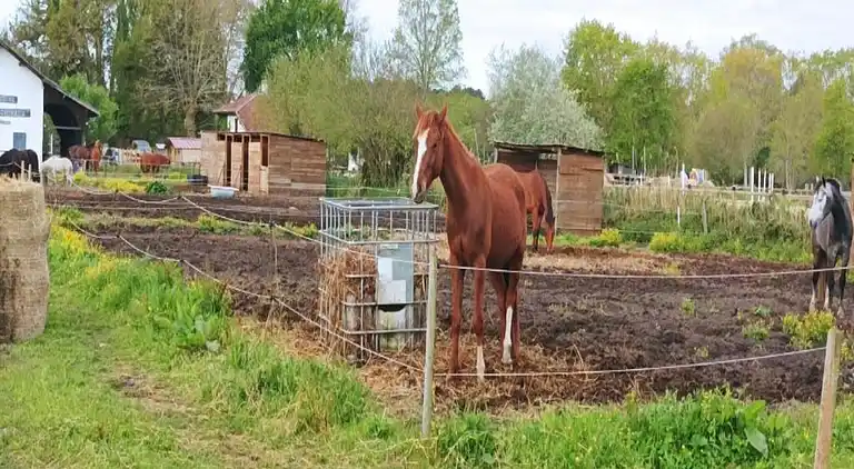 Ferielejlighed i Saint-Paul-en-Born