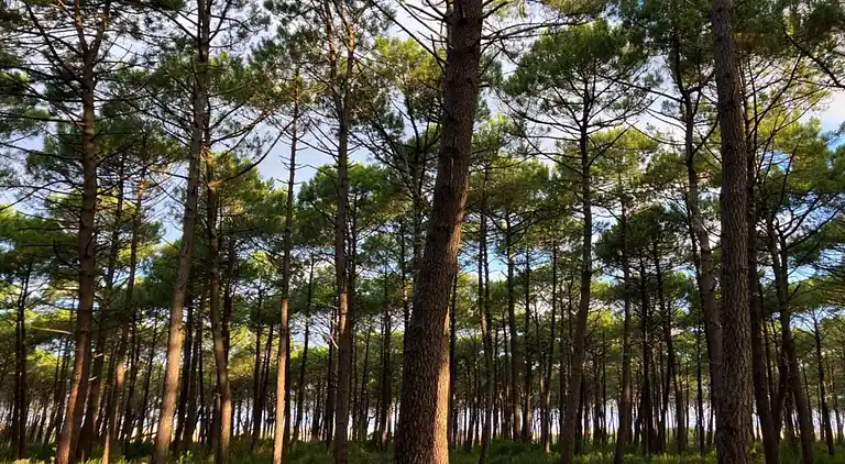 Apartment in Messanges