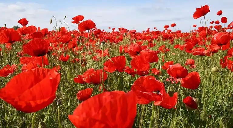 Farm house in Brusow