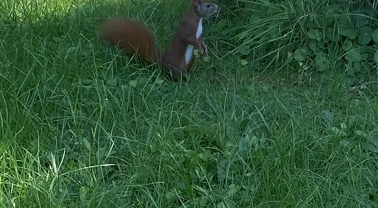 Et lille charmerende “rigtigt” sommerhus på Orø