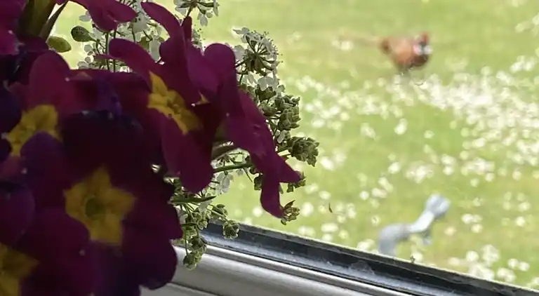 Et lille charmerende “rigtigt” sommerhus på Orø