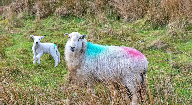 Holiday home in Tanygrisiau