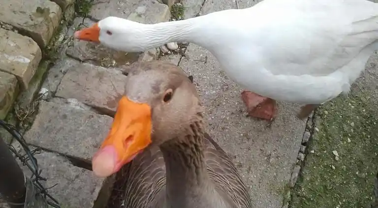 Sommerhus i Cossignano