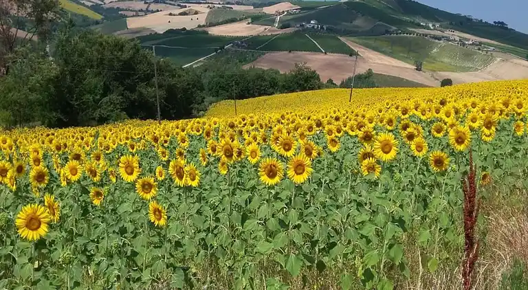 Sommerhus i Cossignano