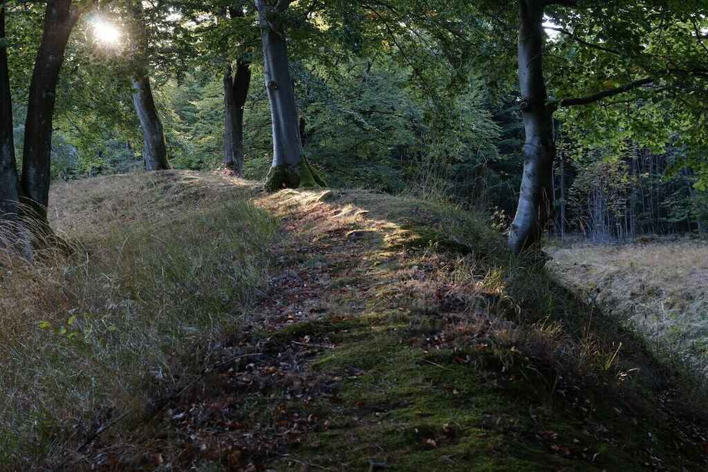 Large Image
