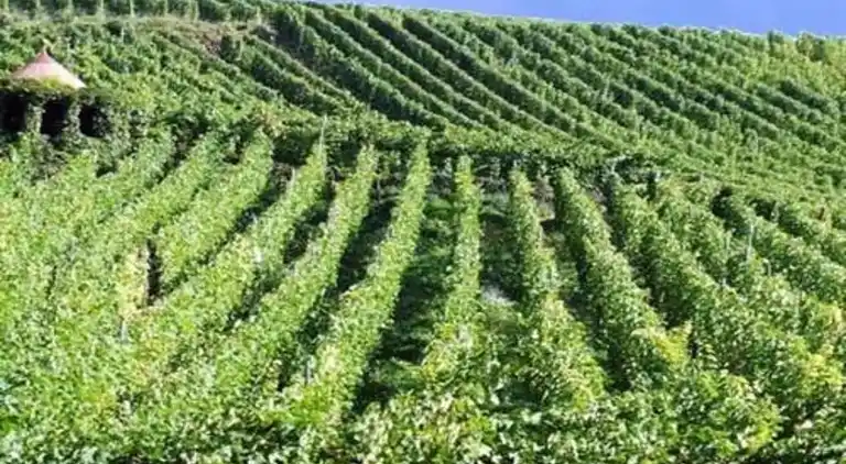 Cottage in Le Thillot