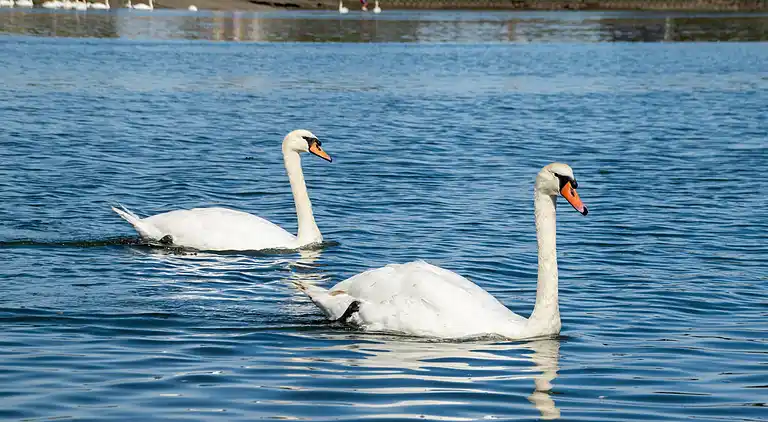 Apartment in Burnham-on-Crouch