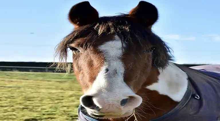Cottage in Marchamley